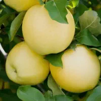 نهال سیب گالا|خدمات باغبانی و درختکاری|هشترود, |دیوار