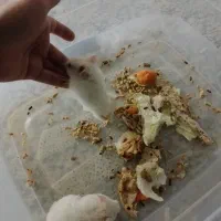 دوتا همستر روسی