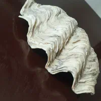 صدف دریایی طبیعی