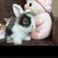 خرگوش های مینی لوپ گوگولی ترکیش بی سروصداترین