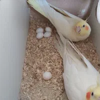 فروش تعدادی عروس هلندی لوتینو|پرنده|اهواز, پردیس|دیوار