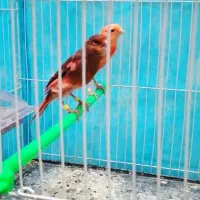 قناری نر ماده اماده