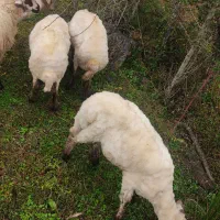 گوسفندبره نرقربونی ومیزان قیمته مقطوع|حیوانات مزرعه|اسالم, |دیوار