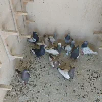 کفتر شهری بهبهونی|پرنده|شیراز, میانرود|دیوار