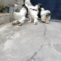 تخم برهما نطفه دار ضمانت دار|حیوانات مزرعه|آمل, |دیوار