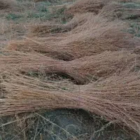 جارو شهرداری کیلویی ۲۵۰۰۰