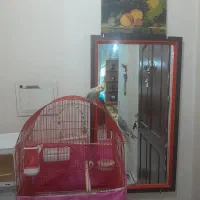 پرنده نرو وماده|پرنده|پرند, فاز ۲|دیوار