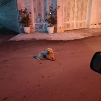 گمشده|حیوانات|رضوانشهر, |دیوار