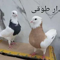 طوقی