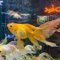 ماهی گلدفیش