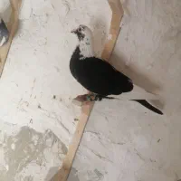 یک جفت ابلغ|پرنده|کازرون, |دیوار