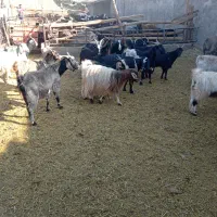 بره شیشک میش قوچ بزغاله، بز|حیوانات مزرعه|پیشوا, |دیوار