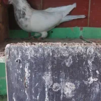 ۸عدد کفتر|پرنده|تهران, انبار نفت|دیوار