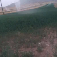 یونجه سبز فروش