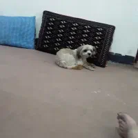 فروش سگ اشپیتزو