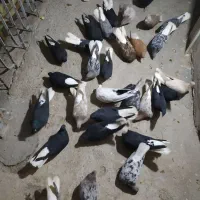 کفتر کبوتر دم سفید