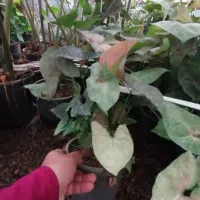 حراج گل و گیاهان باغچه ای ، بیرونی|گل و گیاه طبیعی|کلارآباد, |دیوار