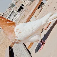 ماده کله زدن جوان پرتقالی  پاک|پرنده|اهواز, شهرک برق|دیوار