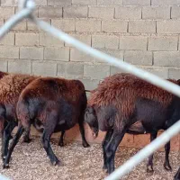 گوسفند ابستن سنگین