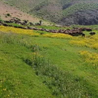 میش آبستن فروشی