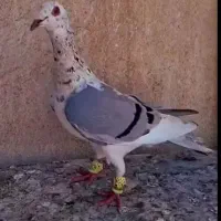 کاریر سار پلنگ گرگاتی