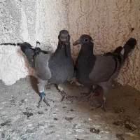 پلاکی ، مسافتی با جوجه|پرنده|قم, جاده معدن|دیوار