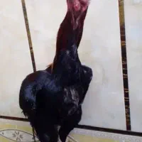 خروس لاری اصل