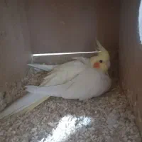 دو جفت عروس هلندی درشت کشیده با تخم و جوجه|پرنده|مرودشت, کناره|دیوار