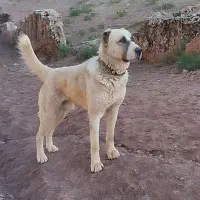 1111|سگ|زاوین, |دیوار