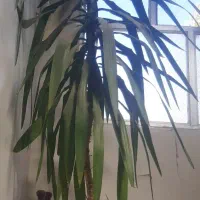 گل آپارتمانی یوکا|گل و گیاه طبیعی|تبریز, |دیوار