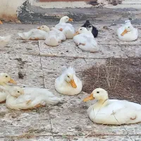 اردک ۳ ماه ۲۵ عدد توضیحات رو بخوانید