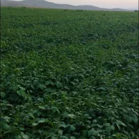 کارگر برای کارکشاوری ماهیانه برجی