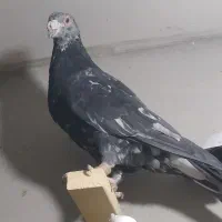 سروره همدانی