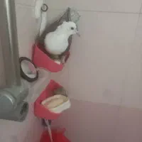هر دوتا نر