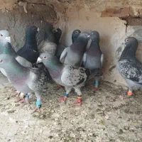 کبوتر سبز و زرهی پلاکی جوجه پلاکی 30 عدد جفت باهم|پرنده|شیراز, شریف‌آباد|دیوار