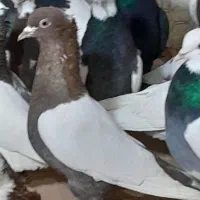 ۳۵تا کفتر رنگه پرشی|پرنده|مشهد, کوشش|دیوار