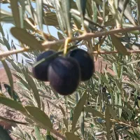 روغن زیتون اصل شمال|خوردنی و آشامیدنی|رشت, آب آسیاب|دیوار