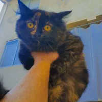 گربه ماده پرشین دال فیس ۴ ماهه شناسنامه دار