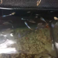 تعداد 30تا گوپی سنگاپوری مولدوشکم پر|ماهی|بروجرد, |دیوار