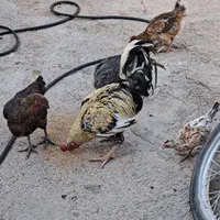مرغ و خروس کوردی و لاری