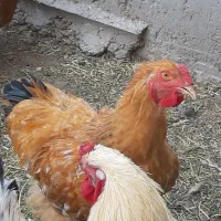 تخم مرغ نطفه دار برهما وخروس و جوجه برهما|حیوانات مزرعه|بافت, |دیوار