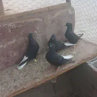 ۳ جفت سیاه دم سفید|پرنده|شادگان, |دیوار