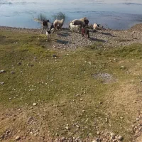سه راس بز داشتی