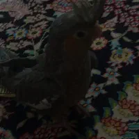 عروس هلندی جوان