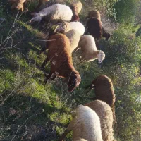 گوسفند|حیوانات مزرعه|آبش احمد, |دیوار