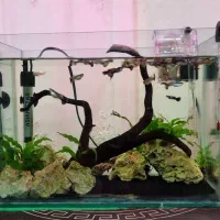 آکواریوم به همراه ماهی