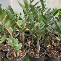 فروش ویژه گل به قیمت عمده|گل و گیاه طبیعی|سبزوار, امیر کبیر|دیوار