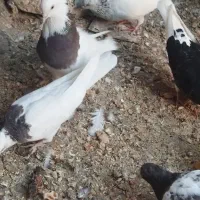 ۴ عدد کبوتر باهم برای نو بازی|پرنده|مشهد, شهید رضوی|دیوار