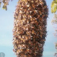 خریدار فروش بچه زنبور وجمع اوری از روی درخت