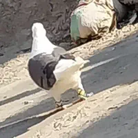 فروش کبوتردورگ ومعمولی ماده دوکت سبزو بچ طوق سفید|پرنده|دزفول, |دیوار